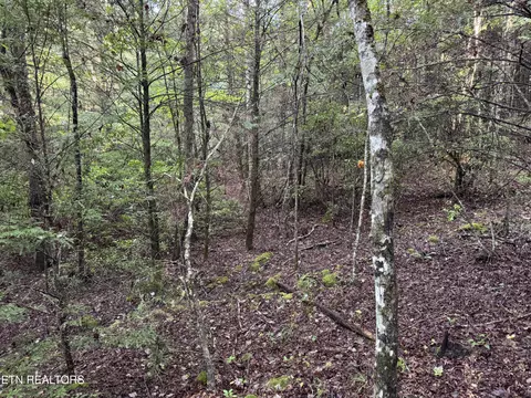 Davis Rd, Deer Lodge, TN 37726 photo 16