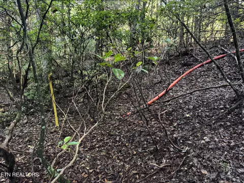 Davis Rd, Deer Lodge, TN 37726 photo 7