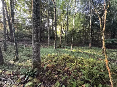 Davis Rd, Deer Lodge, TN 37726 photo 4