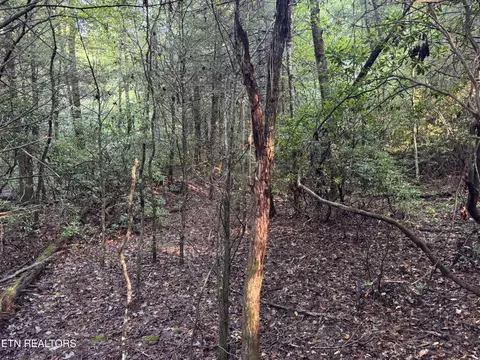 Davis Rd, Deer Lodge, TN 37726 photo 8