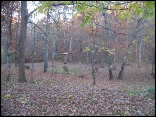 207 Red Wing, Deer Lodge, TN 37726 photo 3