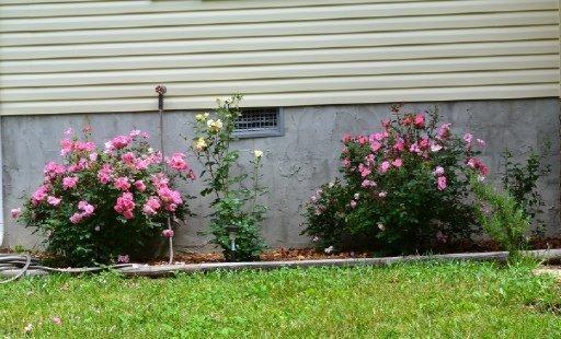 898 Buffalo Tr, Clarkrange, TN 38553 photo 38