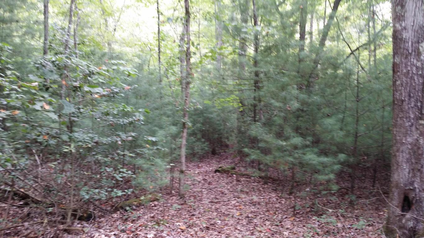 150 Corbin Ln, Lancing, TN 37770 photo 4