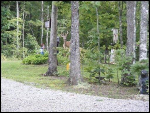 135 Cedar Ridge Rd, Jamestown, TN 38556 photo 9