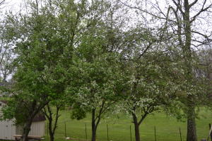 1055 N Shady Lane Loop, Clarkrange, TN 38553 photo 2