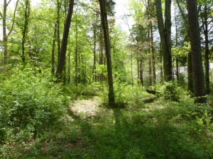 905 Irwin Rd, Powell, TN 37849 photo 33