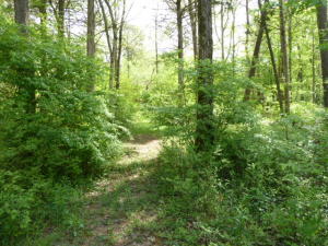 905 Irwin Rd, Powell, TN 37849 photo 34