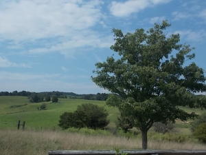 1650 Jackson Rd, Rutledge, TN 37861 photo 3