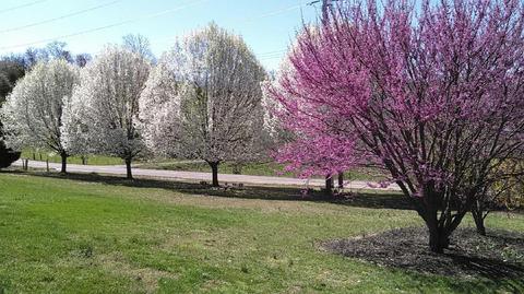 5152 Circle Rd, Corryton, TN 37721 photo 2
