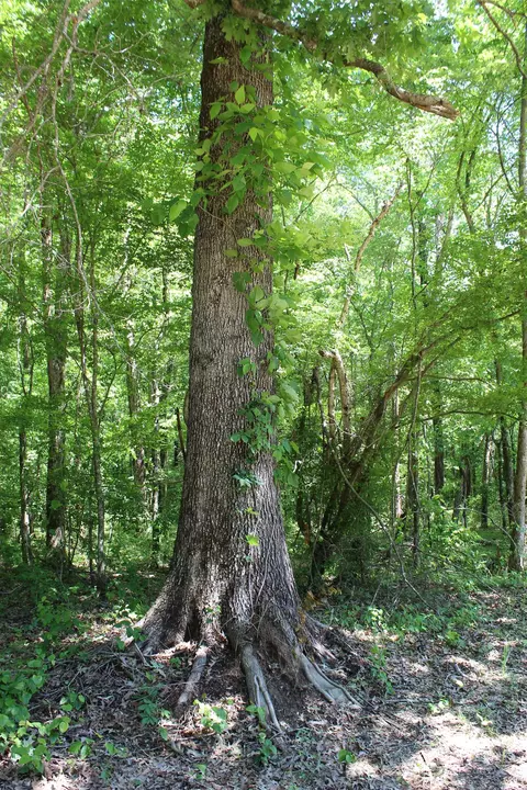 Other - 3360 Ebenezer Rd, Toone, TN 38381 photo 3 of 14