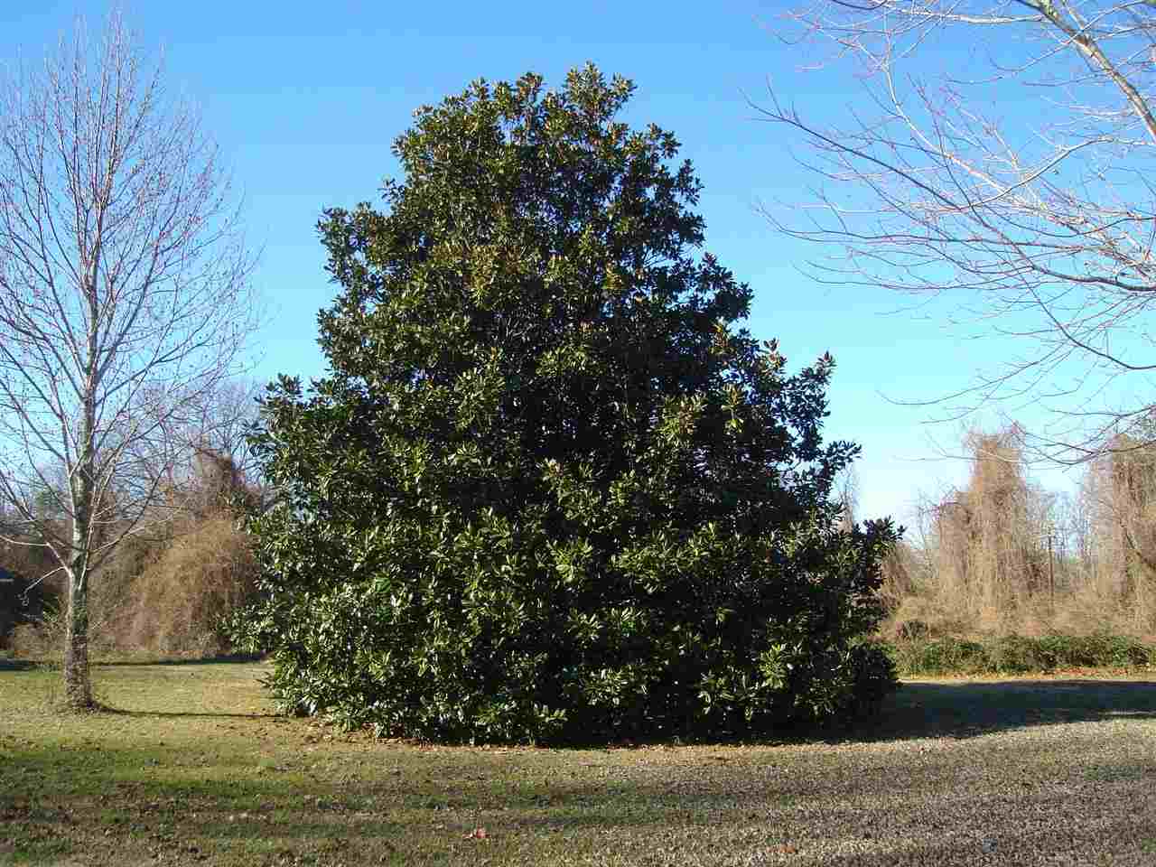 25 Ebenezer, Somerville, TN 38068 photo 13