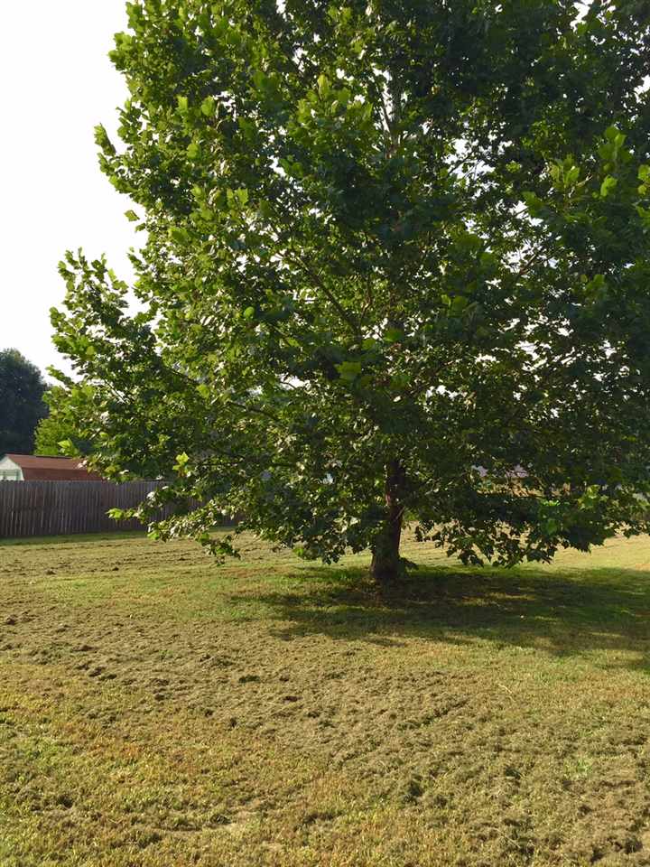 222 Bluebird Rd, Covington, TN 38019 photo 14