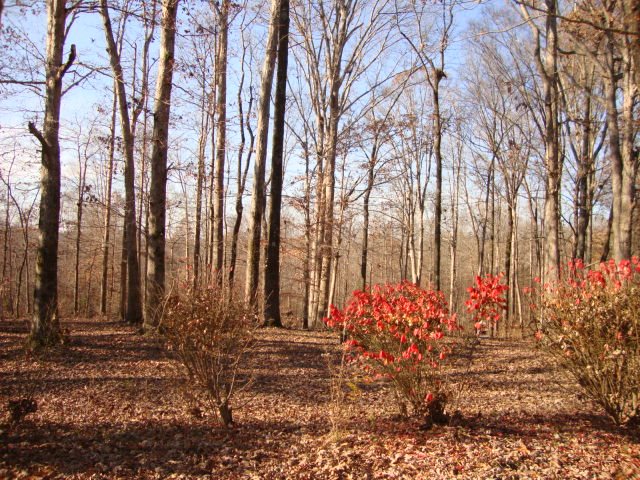 240 John Brown Rd, Beech Bluff, TN 38313 photo 5