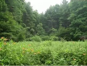 300 S Willis Cove Road Erwin Tn 37650, Erwin, TN 37650 photo 2