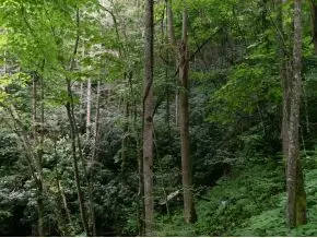 300 S Willis Cove Road Erwin Tn 37650, Erwin, TN 37650 photo 8