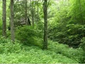 300 S Willis Cove Road Erwin Tn 37650, Erwin, TN 37650 photo 12