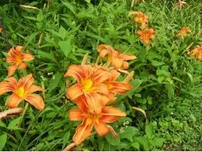 300 S Willis Cove Road Erwin Tn 37650, Erwin, TN 37650 photo 7