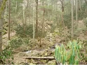 1061 Tumbling Creek Road Erwin Tn 37650, Erwin, TN 37650 photo 4