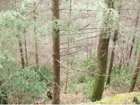 1061 Tumbling Creek Road Erwin Tn 37650, Erwin, TN 37650 photo 9