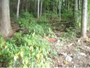 140 Tolley Lane Erwin Tn 37650, Erwin, TN 37650 photo 6