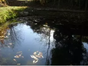 1902 Edwards Branch Road Flag Pond Tn 37657, Flag Pond, TN 37657 photo 21