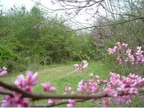 312 Painter Creek Road Chuckey Tn 37641, Chuckey, TN 37641 photo 20