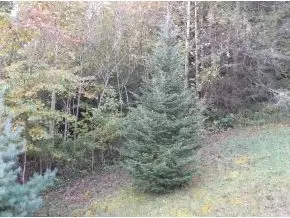375 Stout Hollow Hampton Tn 37658, Hampton, TN 37658 photo 23