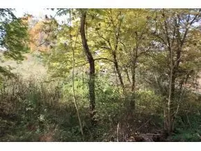 345 Bill West Road Limestone Tn 37681, Limestone, TN 37681 photo 7