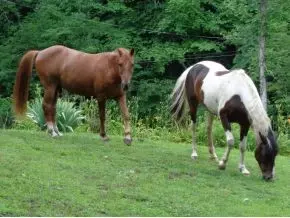 468 Gonce Hollow Road Eidson Tn 37731, Eidson, TN 37731 photo 24