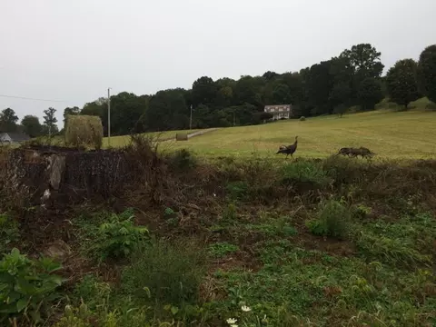 254 Buckingham Road Gray Tn 37615, Gray, TN 37615 photo 34