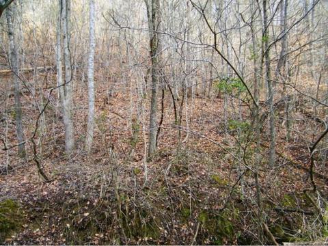 1028 Pumpkin Valley Road Eidson Tn 37731, Eidson, TN 37731 photo 23