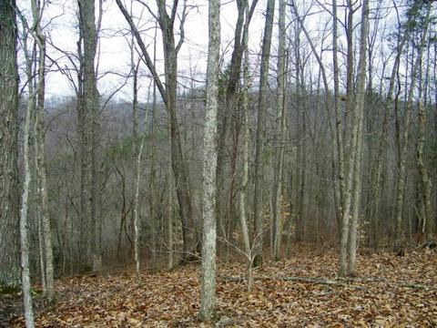 1028 Pumpkin Valley Road Eidson Tn 37731, Eidson, TN 37731 photo 9