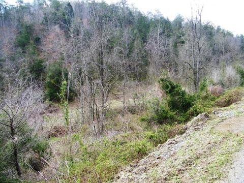 1028 Pumpkin Valley Road Eidson Tn 37731, Eidson, TN 37731 photo 5