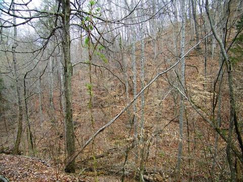 1028 Pumpkin Valley Road Eidson Tn 37731, Eidson, TN 37731 photo 16