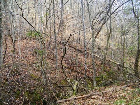 1028 Pumpkin Valley Road Eidson Tn 37731, Eidson, TN 37731 photo 24