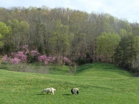 1775 Fodderstack Mountain Loop Greeneville Tn 37745, Greeneville, TN 37745 photo 27