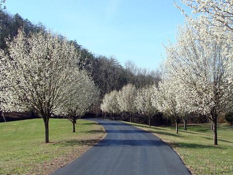 1775 Fodderstack Mountain Loop Greeneville Tn 37745, Greeneville, TN 37745 photo 22