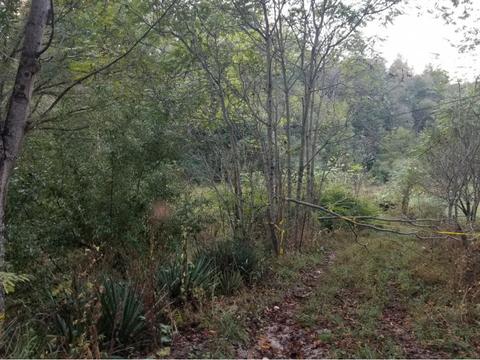 598 Browns Branch Road Hampton Tn 37658, Hampton, TN 37658 photo 13