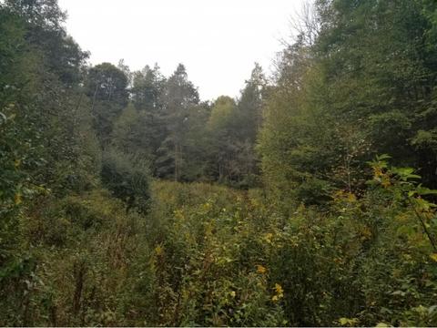 598 Browns Branch Road Hampton Tn 37658, Hampton, TN 37658 photo 3
