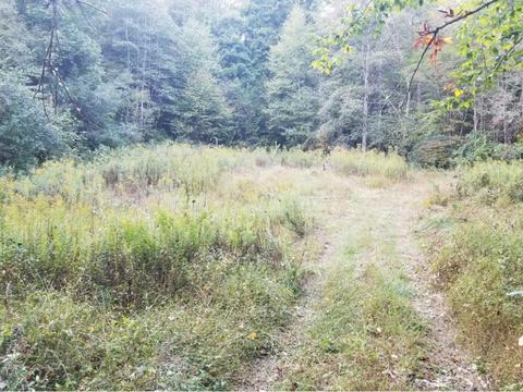 598 Browns Branch Road Hampton Tn 37658, Hampton, TN 37658 photo 12