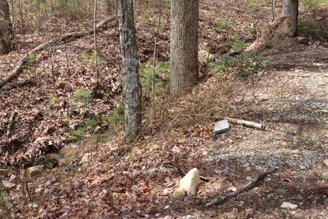 200 Coleman Rd Road Hampton Tn 37658, Hampton, TN 37658 photo 33