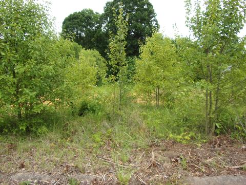 305 Roaming Dr Chuckey Tn 37641, Chuckey, TN 37641 photo 1