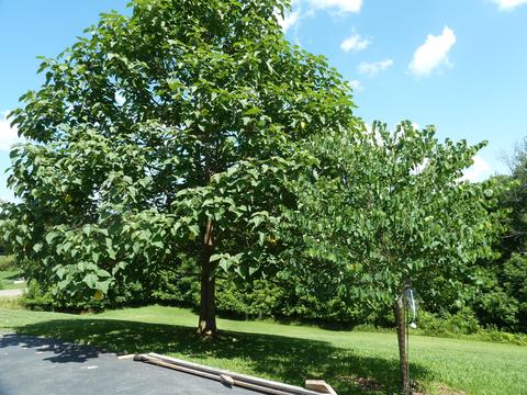 3277 Devault Bridge Road Piney Flats Tn 37686, Piney Flats, TN 37686 photo 59