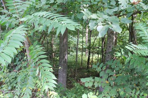 530 Cassi Road Chuckey Tn 37641, Chuckey, TN 37641 photo 17