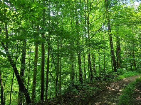 116 Misty Blue Lane Erwin Tn 37650, Erwin, TN 37650 photo 17