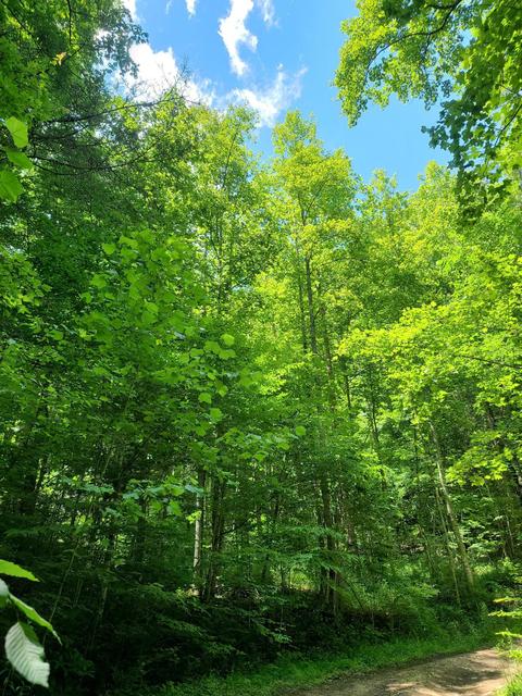 116 Misty Blue Lane Erwin Tn 37650, Erwin, TN 37650 photo 10