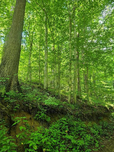 116 Misty Blue Lane Erwin Tn 37650, Erwin, TN 37650 photo 1