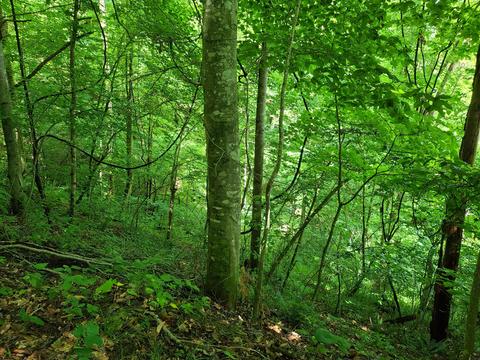 116 Misty Blue Lane Erwin Tn 37650, Erwin, TN 37650 photo 18