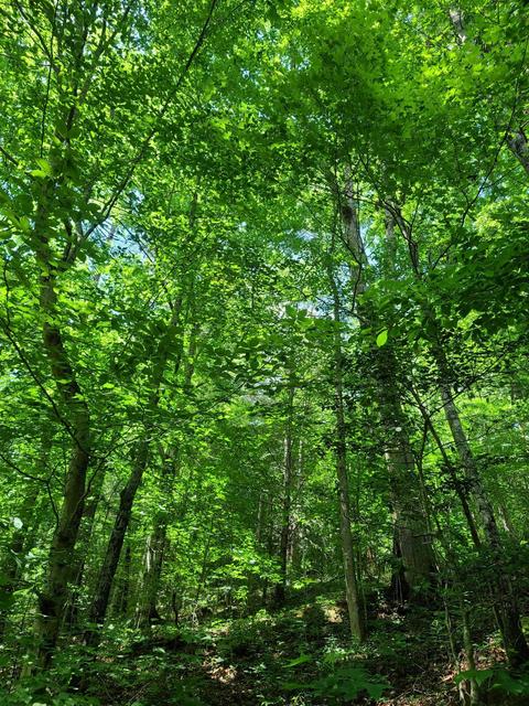 116 Misty Blue Lane Erwin Tn 37650, Erwin, TN 37650 photo 13