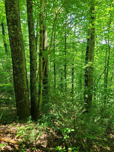 116 Misty Blue Lane Erwin Tn 37650, Erwin, TN 37650 photo 15